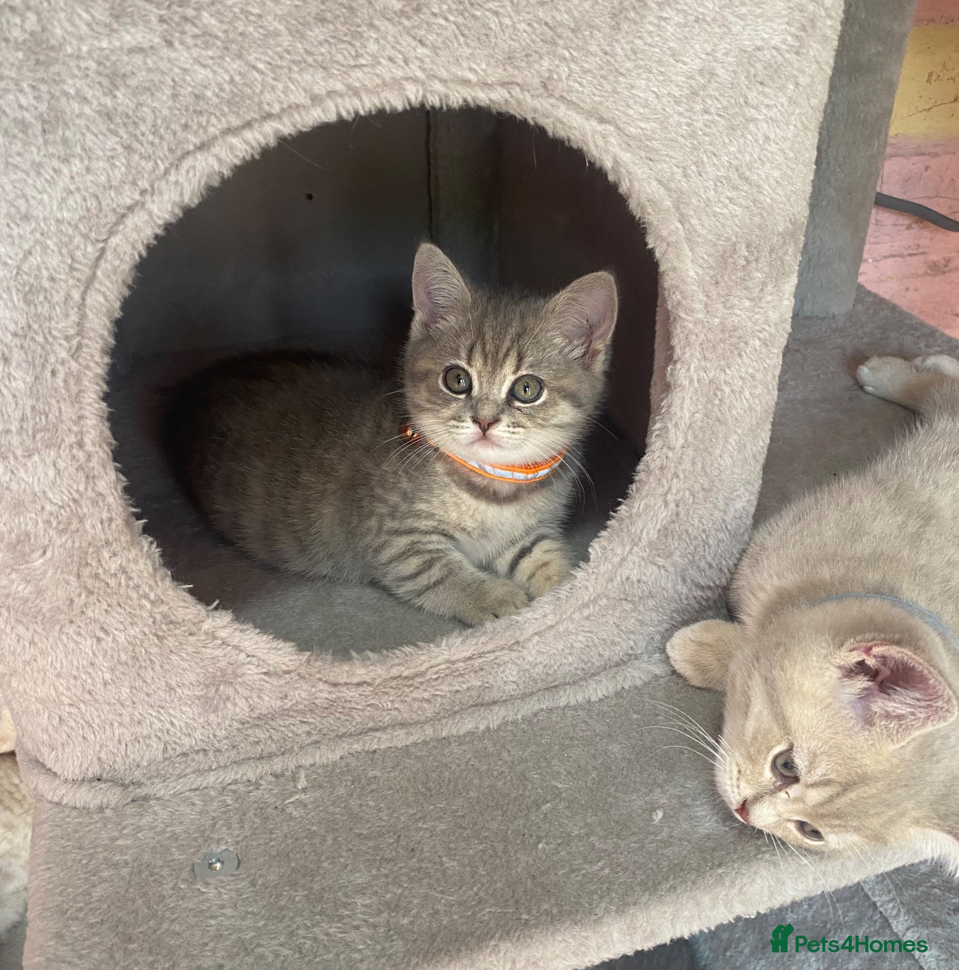 Scottish Fold cats Beautiful Scottish straights READY NOW  - Advert 8