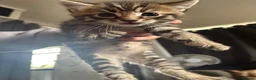 Mixed Breed cats for sale: 2 female 1 male, tabby cross  - Advert 11