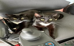 Domestic Shorthair cats for sale: 1 female cat - Image 6