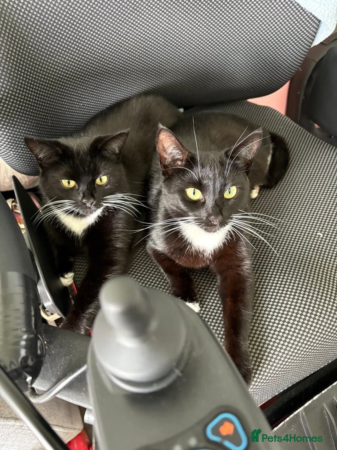 Domestic Shorthair cats for sale: 1 female cat - Image 6