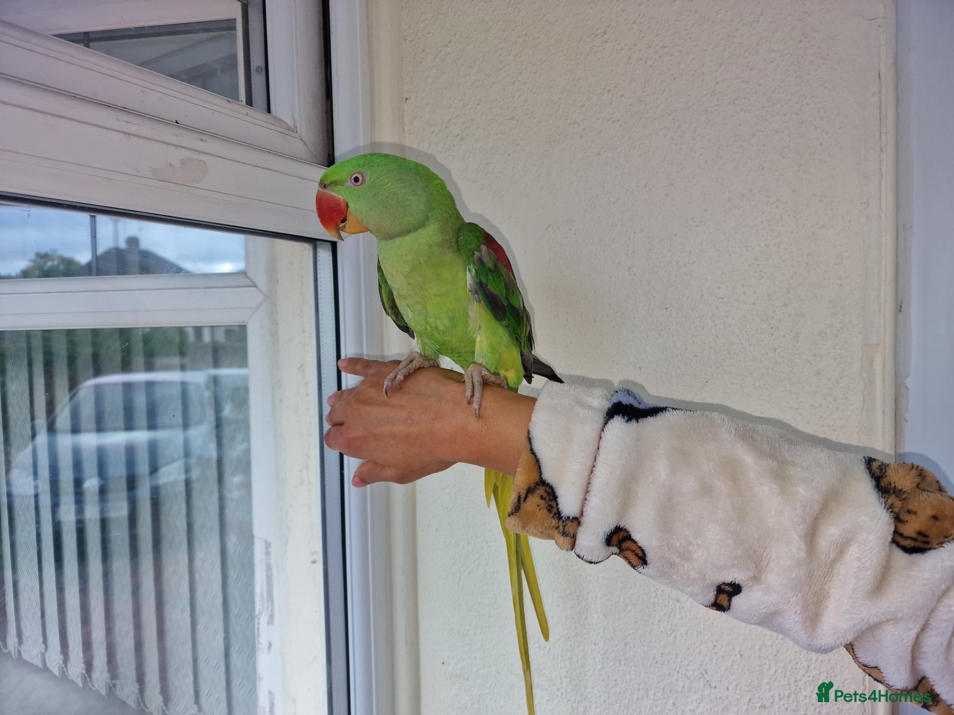 Parrots birds Super Tamed Alexanderian baby Parrot  - Advert 18