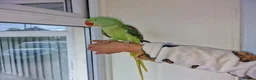 Parrots birds for sale: Super Tamed Alexanderian baby Parrot  - Advert 2