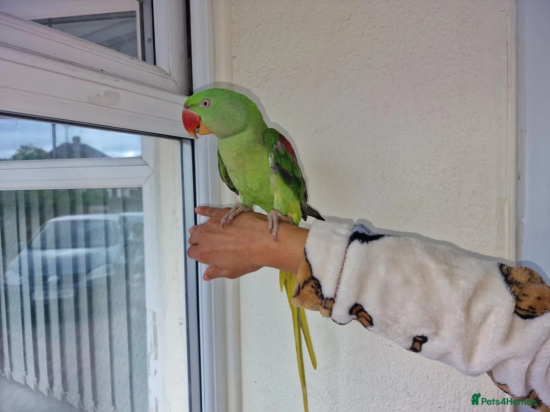 Parrots birds for sale: Super Tamed Alexanderian baby Parrot  - Advert 2