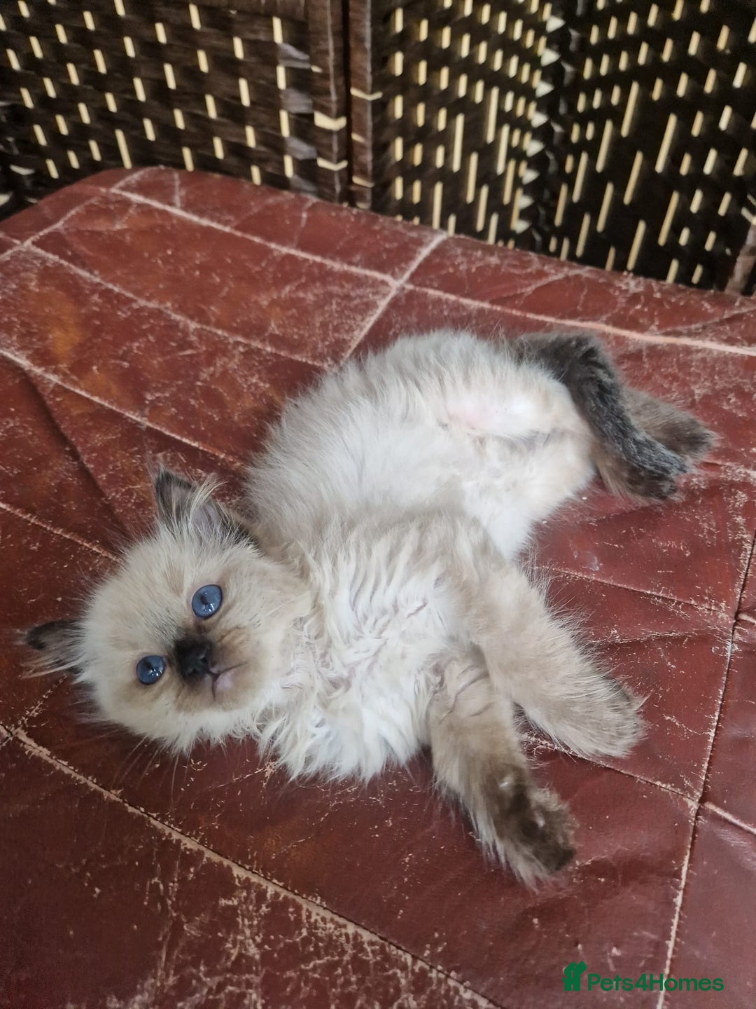 Ragdoll cats for sale: 1 sweet Ragdoll boy looks for a loving family  - Image 26