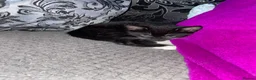 Mixed Breed cats for sale: Two beautiful kittens for sale  - Advert 4