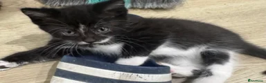 Domestic Shorthair 1