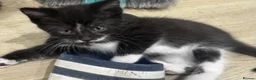 Domestic Shorthair cats for sale: 5 adorable playful kittens - Advert 6