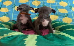 Italian Greyhound dogs for sale: Ready now 6 stunning blue boys kc reg - Image 24