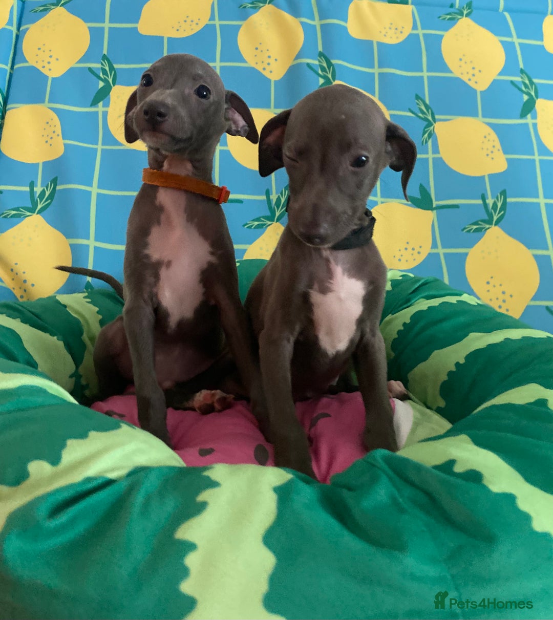 Italian Greyhound dogs for sale: Ready now 6 stunning blue boys kc reg - Image 24