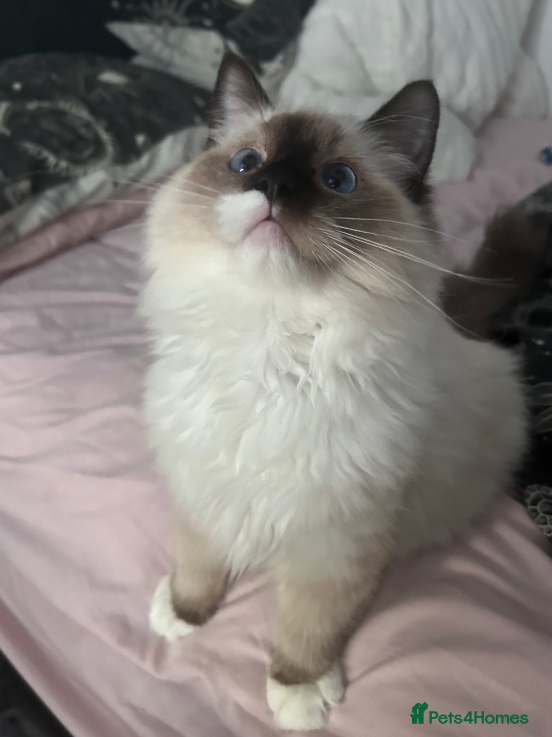 Ragdoll cats for sale: Seal mitted Ragdoll  - Advert 1