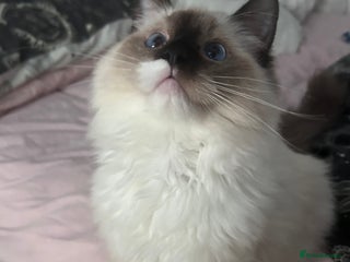 Ragdoll cats Seal mitted Ragdoll - Advert 1