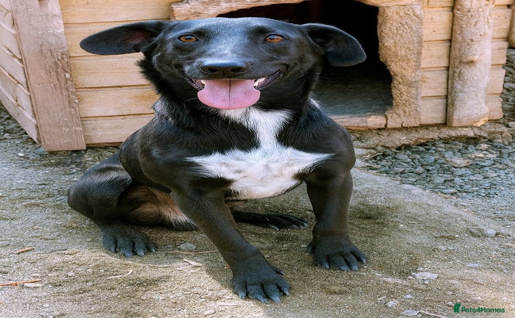 Mixed Breed dogs 🐾 Benji – a gentle young lurcher seeking love ❤️ - Advert 1