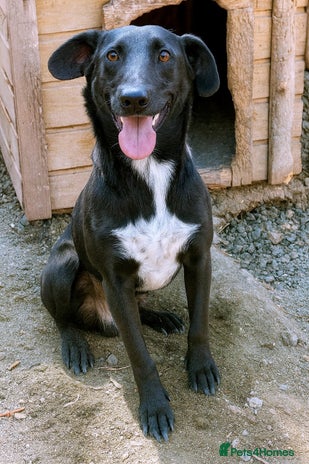 Mixed Breed dogs 🐾 Benji – a gentle young lurcher seeking love ❤️ - Advert 1