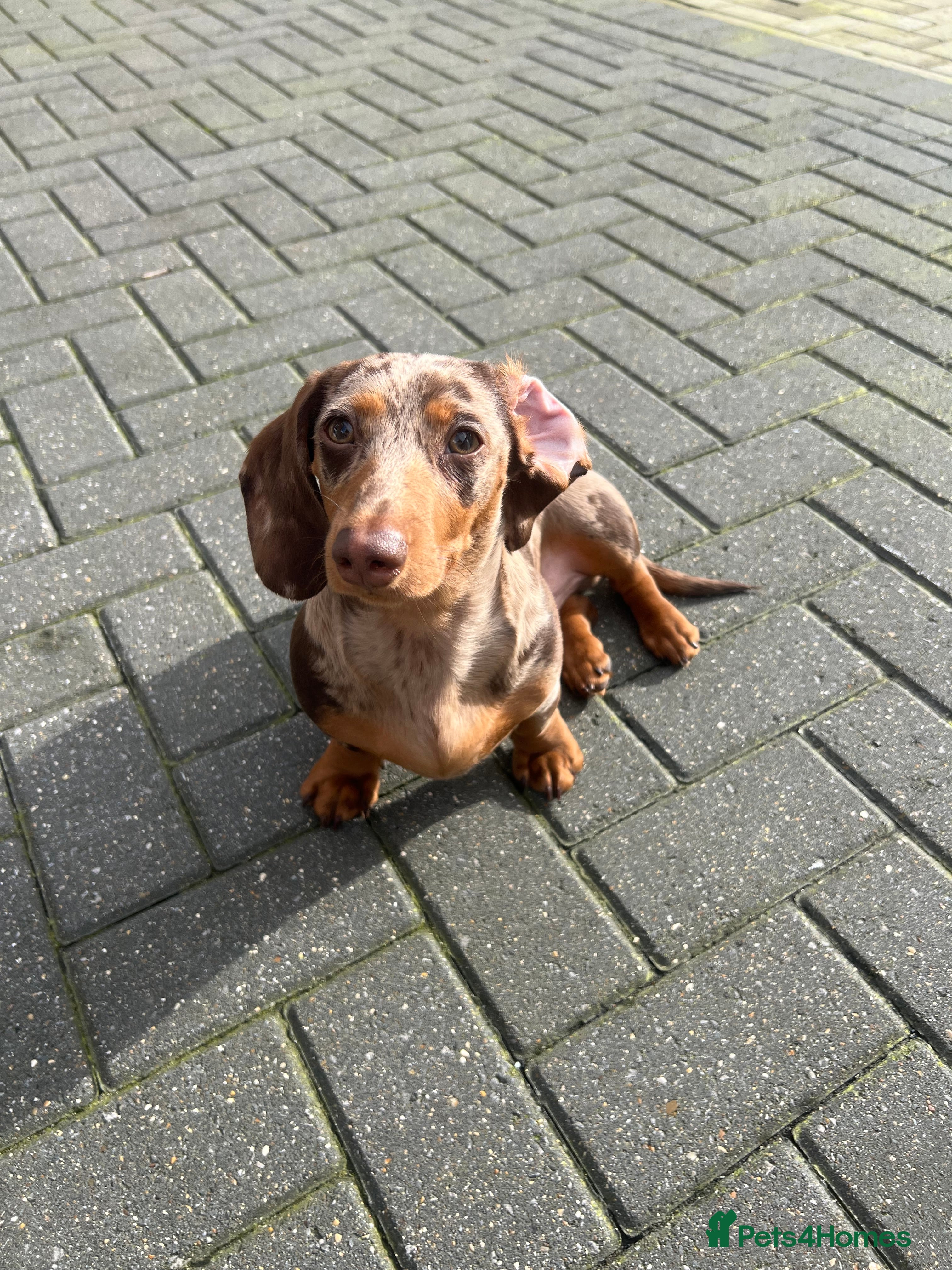 Dachshund dogs Dapple Puppy dachshund  in Watford - Advert 4