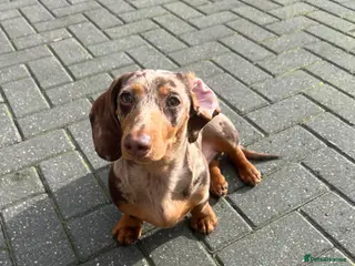 Dachshund dogs Dapple Puppy dachshund in Watford - Advert 1