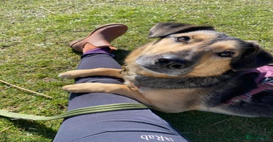 Mixed Breed dogs in Eastbourne - Advert 11