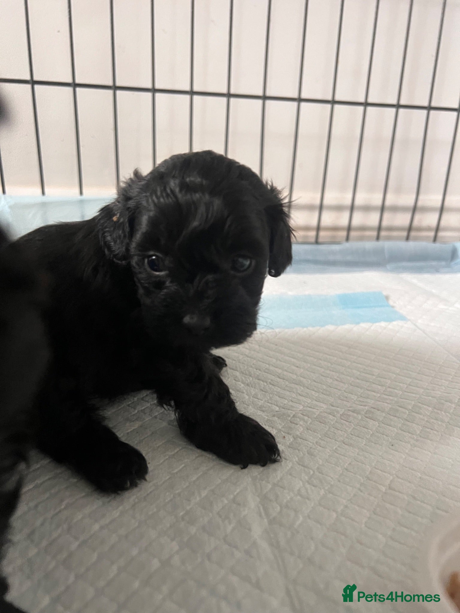 Shihpoo dogs 5 beautiful shihpoo puppies  - Advert 7