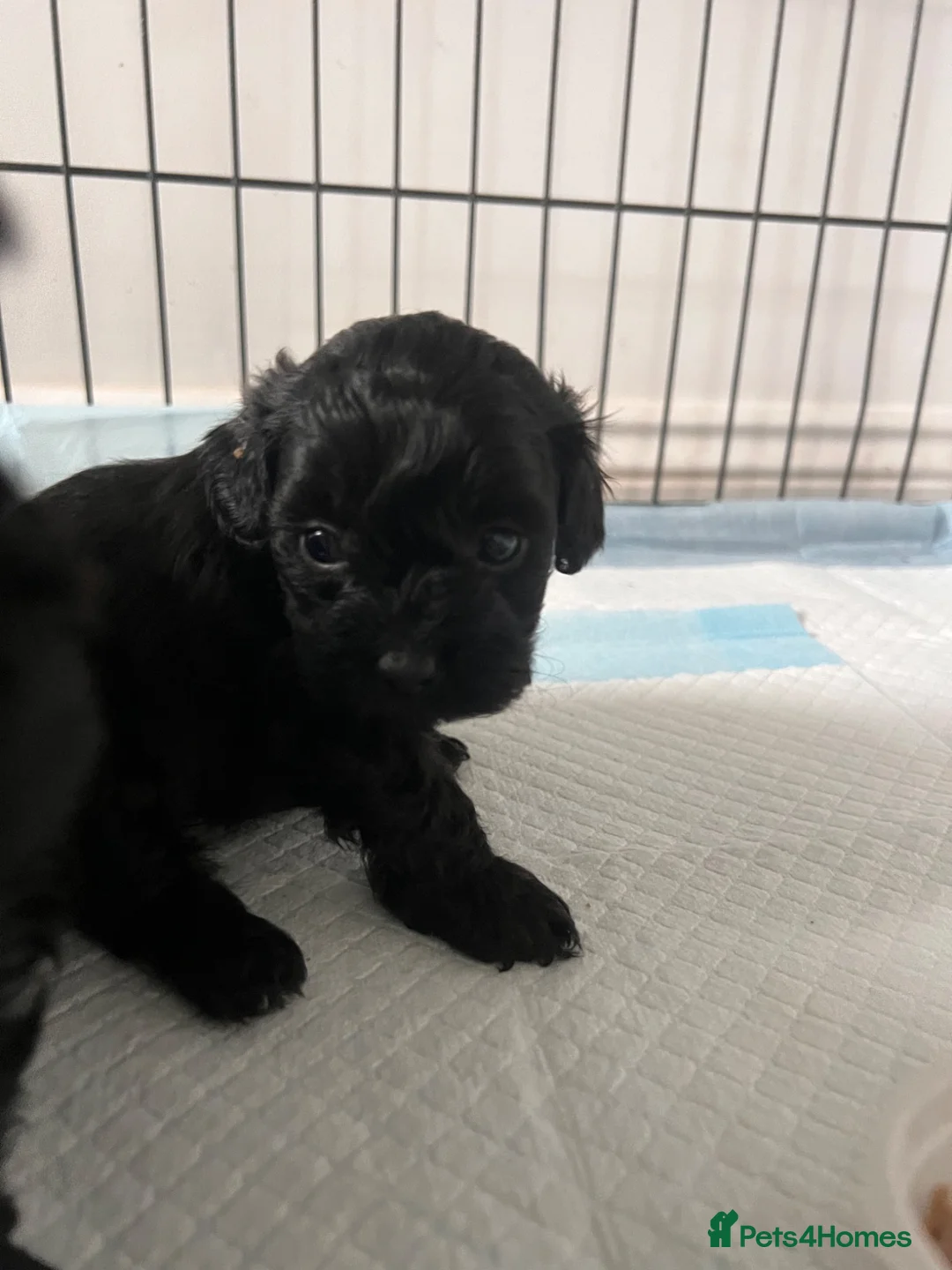 Shihpoo dogs for sale: 5 beautiful shihpoo puppies  - Advert 6