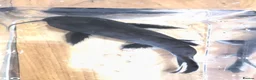 Catfish fish for sale: Synodontis Granulosus  in Great Yarmouth - Advert 2