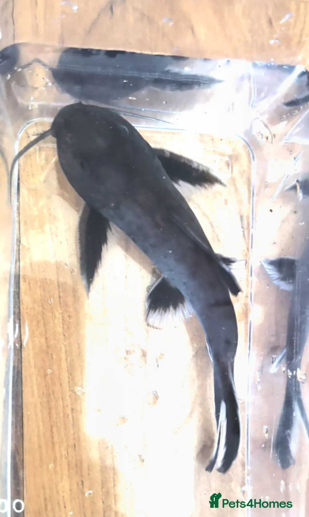 Catfish fish for sale: Synodontis Granulosus  in Great Yarmouth - Advert 2