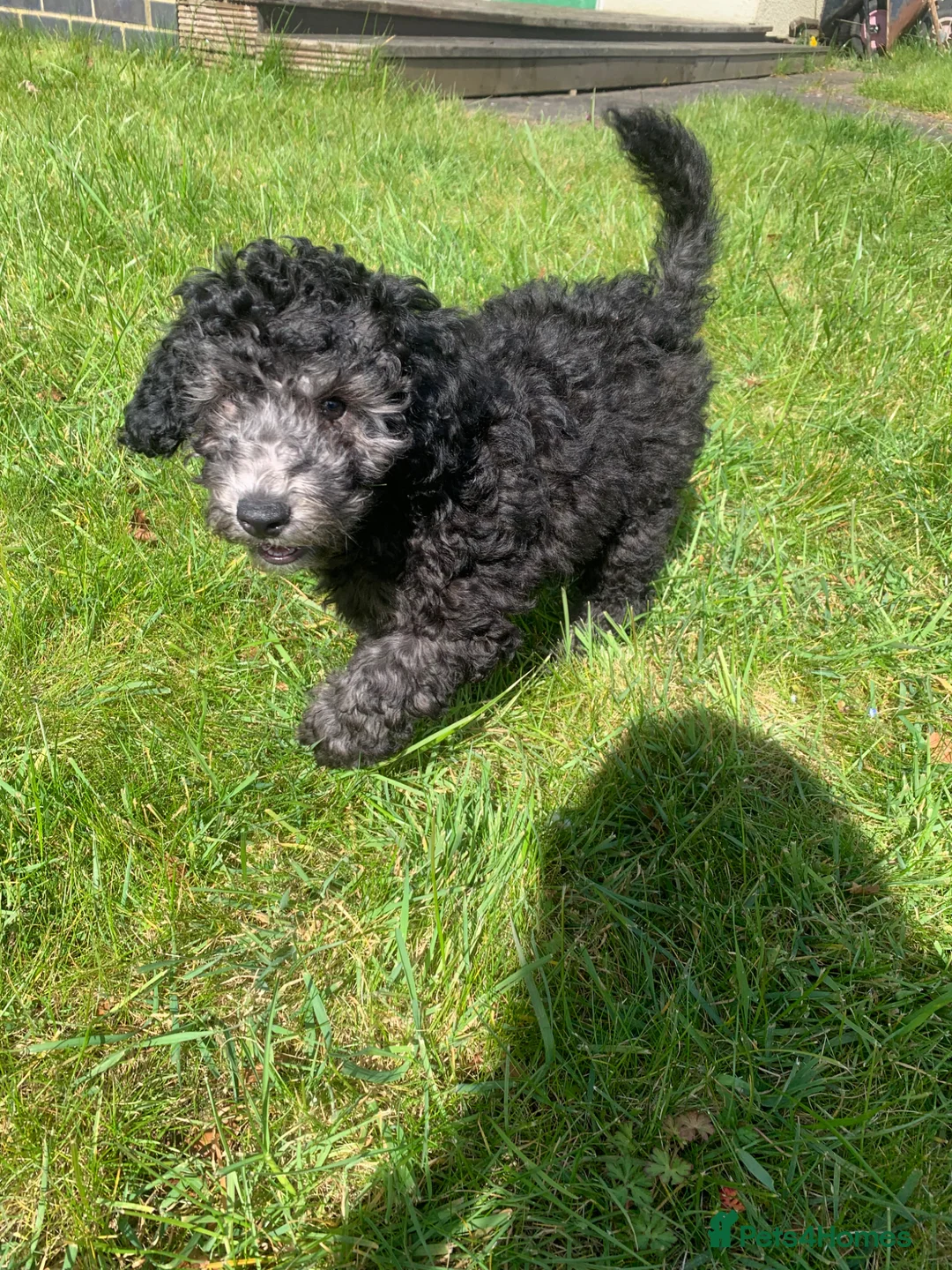 Cockapoo dogs for sale: Cockapoo  - Advert 1