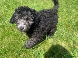 Cockapoo dogs Cockapoo - Advert 1