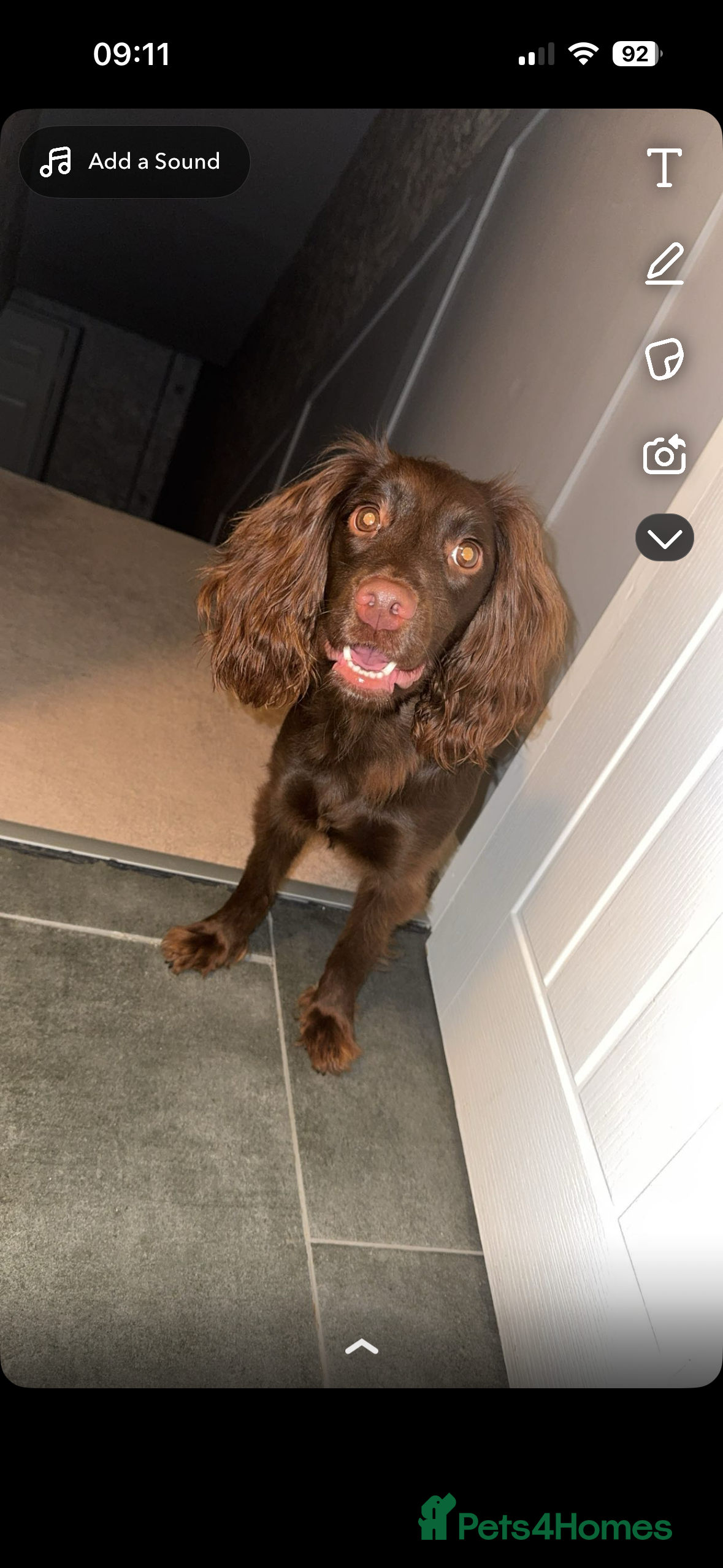 Cocker Spaniel dogs 3 beautiful cocker spaniel puppy’s  - Advert 1