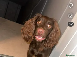 Cocker Spaniel dogs 3 beautiful cocker spaniel puppy’s - Advert 1