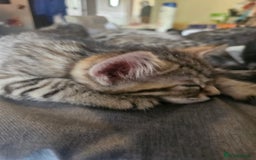 Mixed Breed cats for sale: Bengal cross kittens. 4 left!!! - Image 6