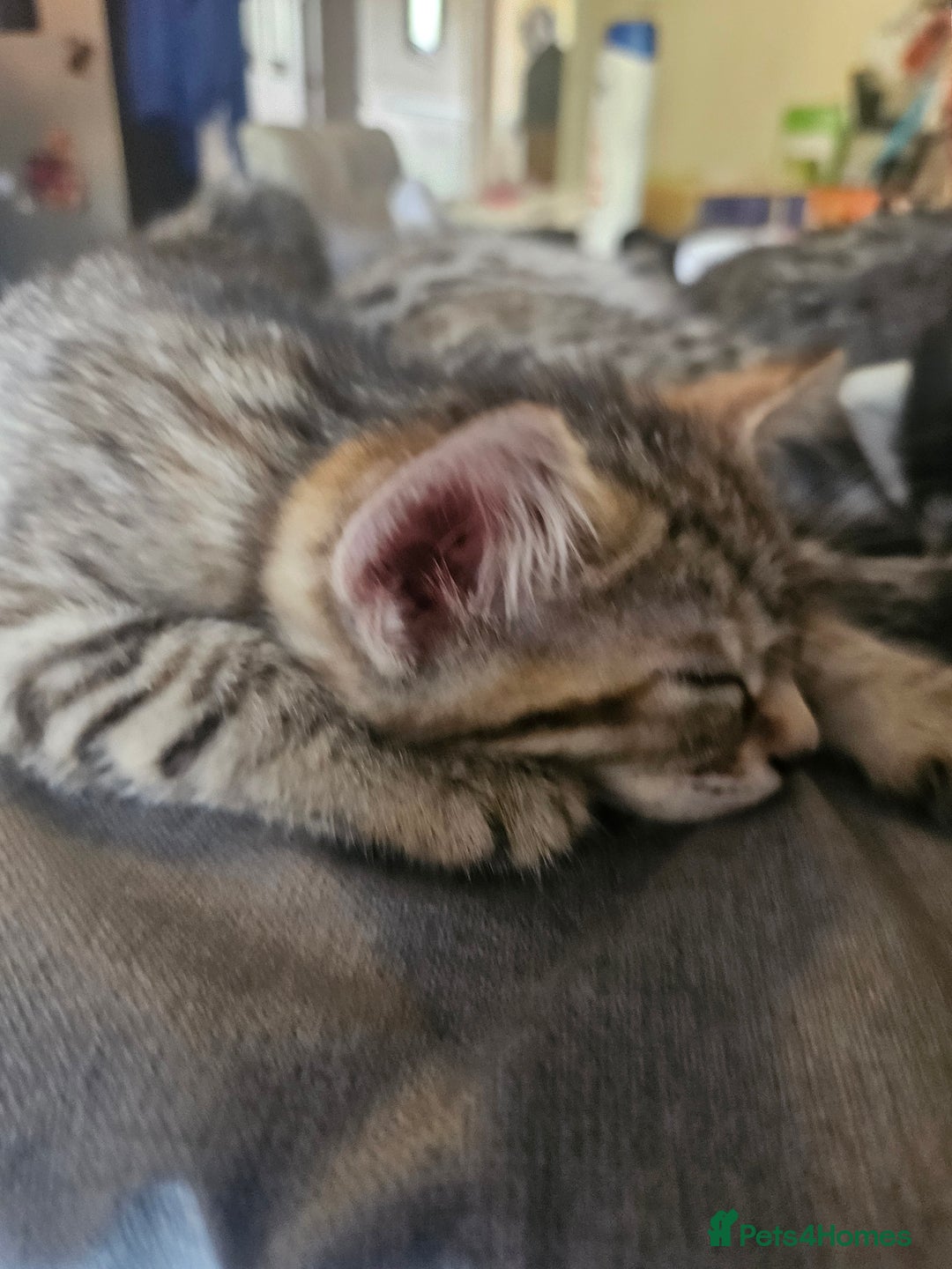 Mixed Breed cats for sale: Bengal cross kittens. 4 left!!! - Image 6