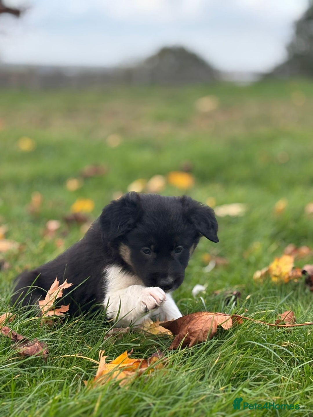 Border Collie dogs for sale: Border Collie puppies - Image 13