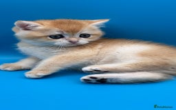 British Shorthair cats for sale: GCCF BSH BY12 GOLDEN CHOCOLATE KITTENS  - Image 4
