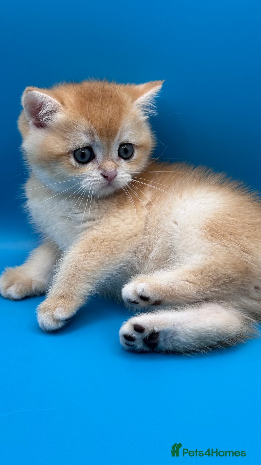 British Shorthair cats for sale: GCCF BSH BY12 GOLDEN CHOCOLATE KITTENS  - Image 4