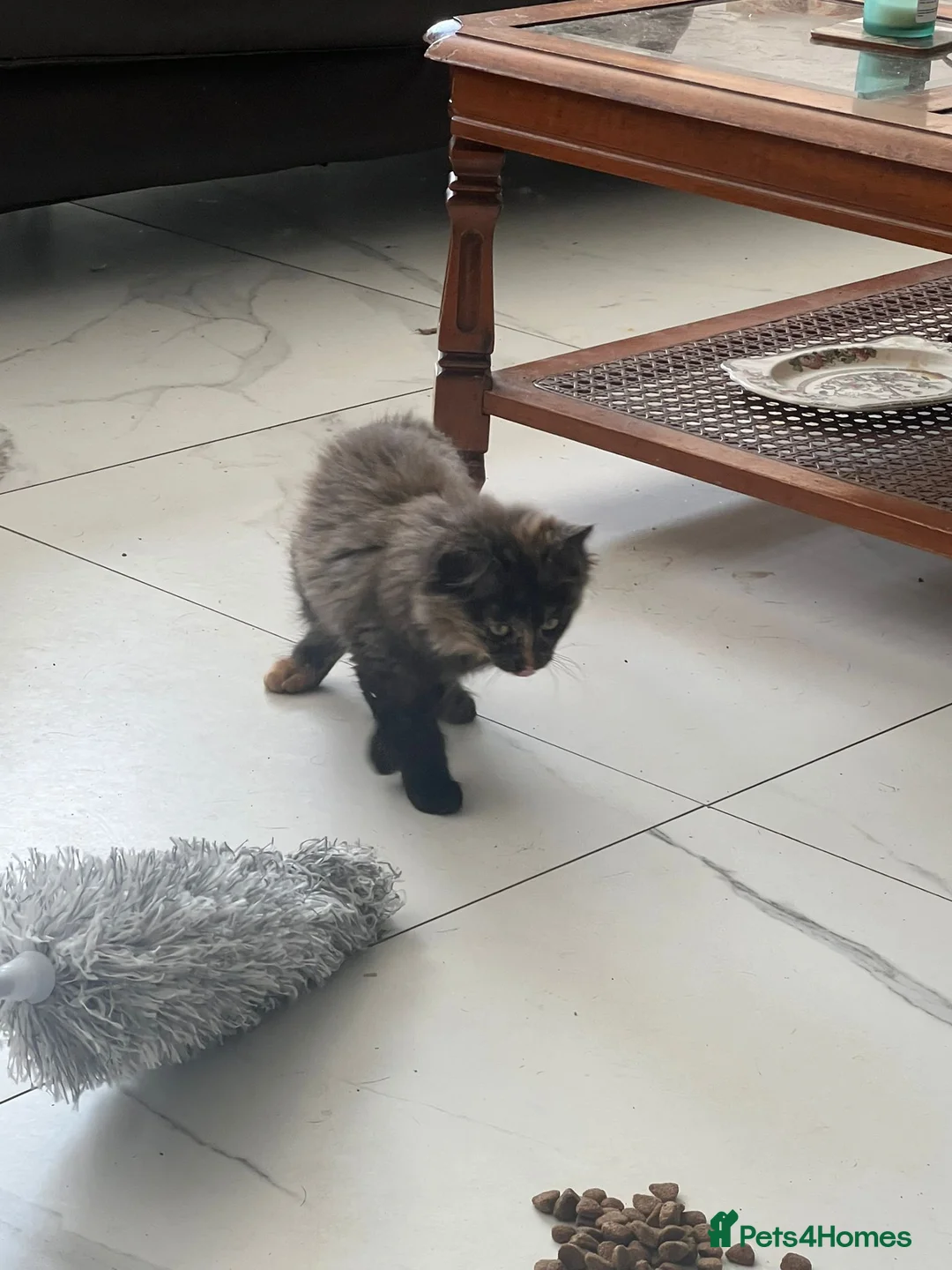 Mixed Breed cats for sale: Reduced  - Advert 2