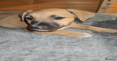 Mixed Breed dogs - Advert 3
