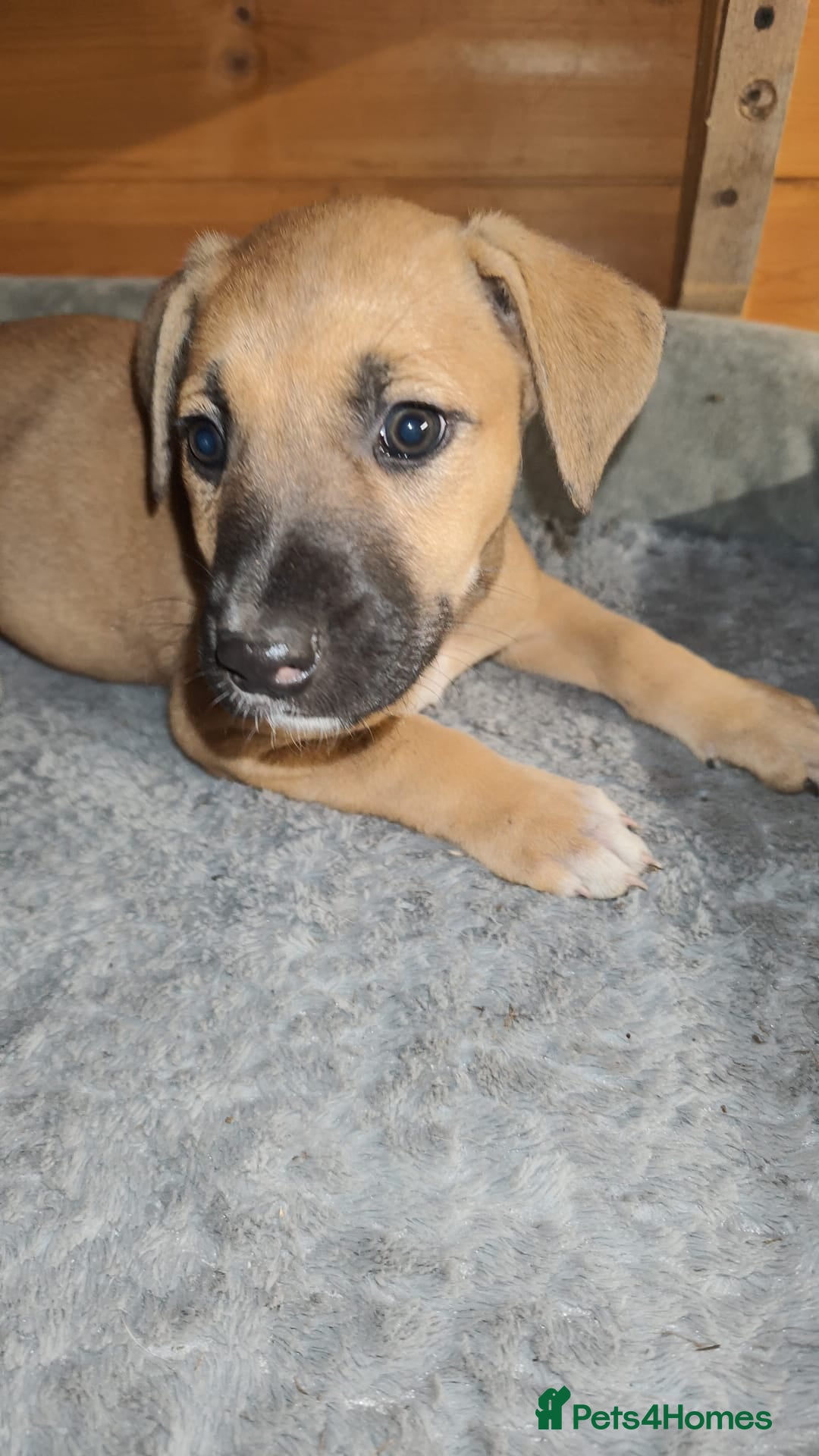 Mixed Breed dogs for sale: German Staffy Litter Available 12/10/25 - Image 3