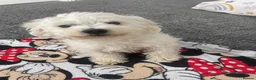 Bichon Frise dogs for sale: Pookie in Ilford - Advert 2