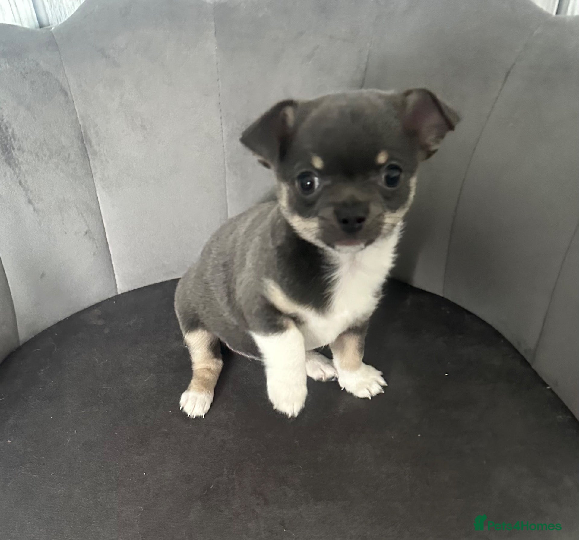 Chihuahua dogs Tiny girls  - Advert 10