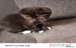 Scottish Fold cats for sale: Scottish fold kittens - Image 7