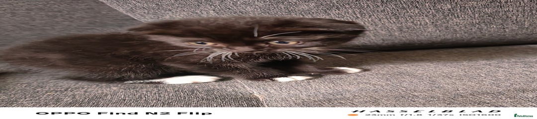 Scottish Fold Kitten 3