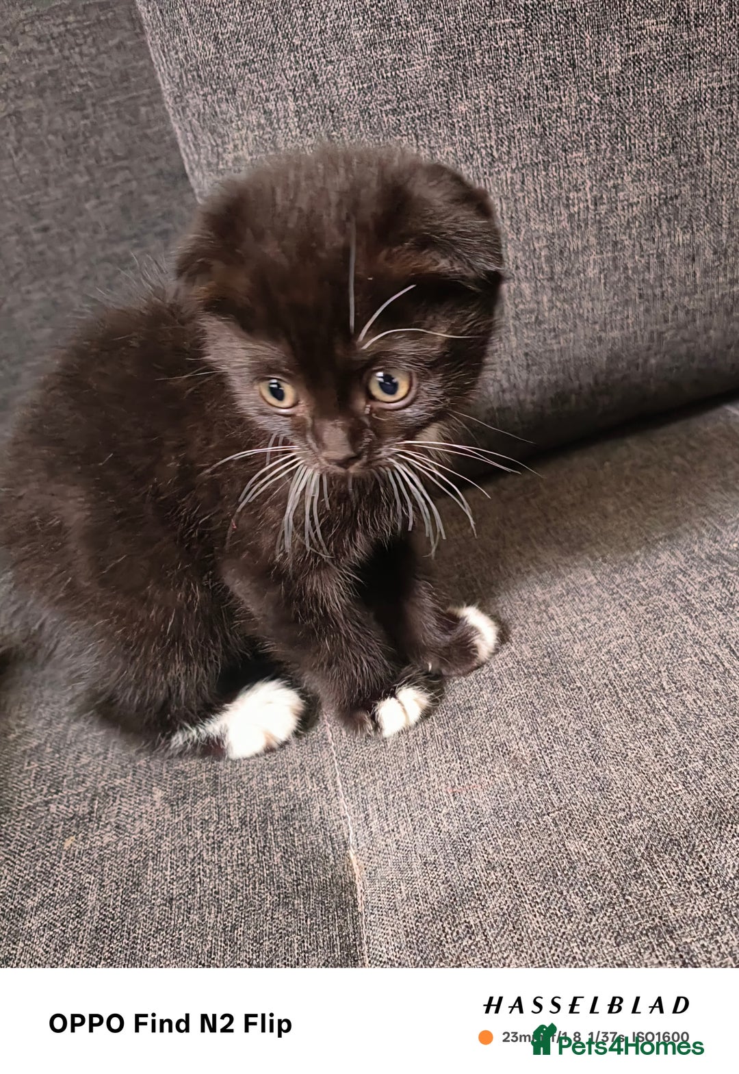 Scottish Fold cats for sale: Scottish fold kittens - Image 7