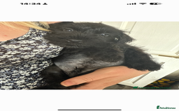 Mixed Breed dogs for sale: Reduced  last boy ! Miniature schnauzer/schnoodle  in Hull - Image 22