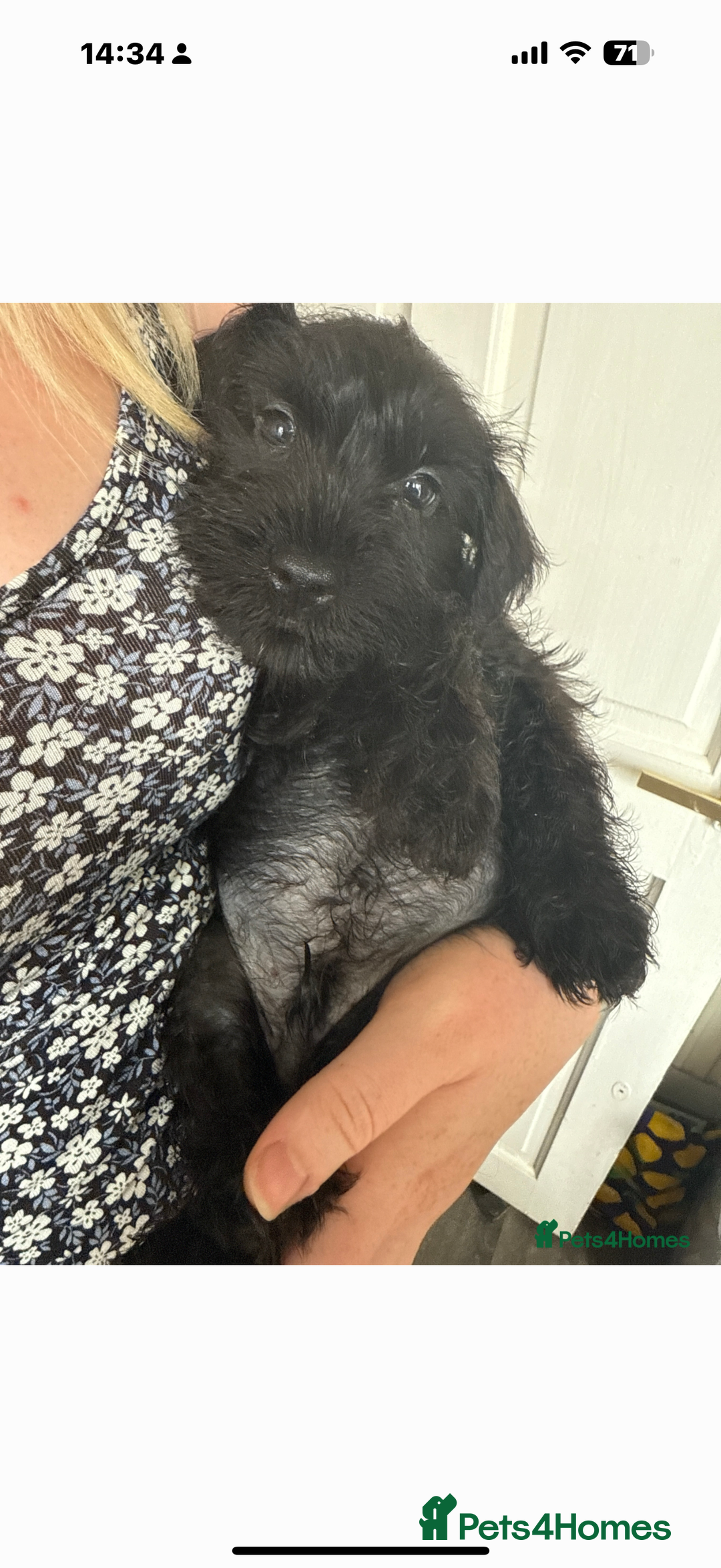 Mixed Breed dogs for sale: Reduced  last boy ! Miniature schnauzer/schnoodle  in Hull - Image 22