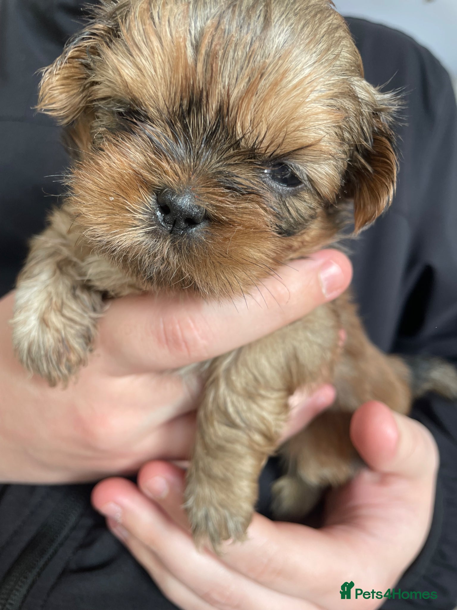 Shih Tzu dogs KC reg standard shihtzu - Advert 1