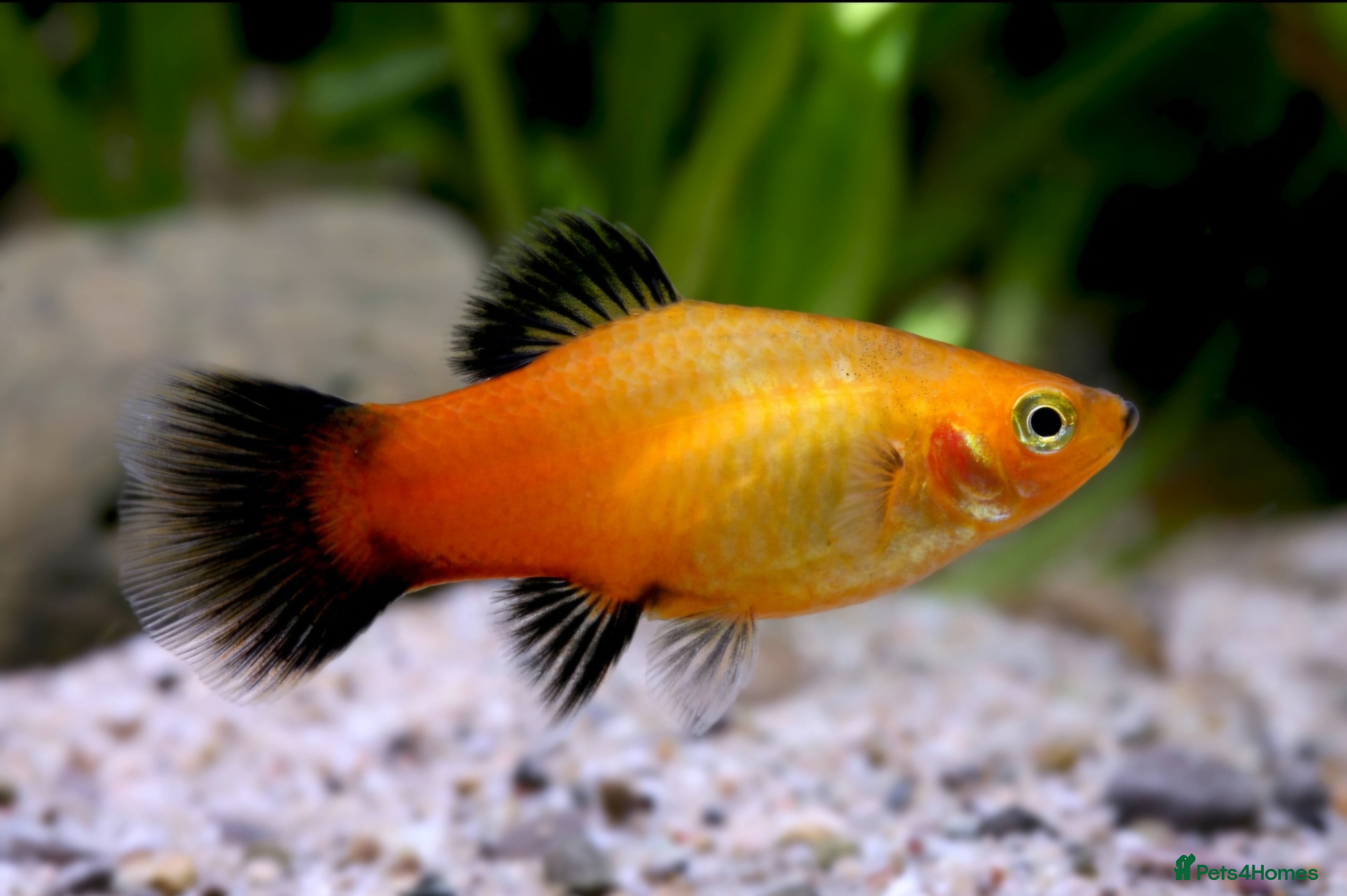 Goldfish fish Gold Wag Platy FREE - Advert 11