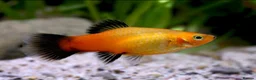 Goldfish fish for sale: Gold Wag Platy Tropical Fish FREE - Advert 1