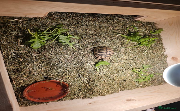 Tortoise reptiles - Advert 16