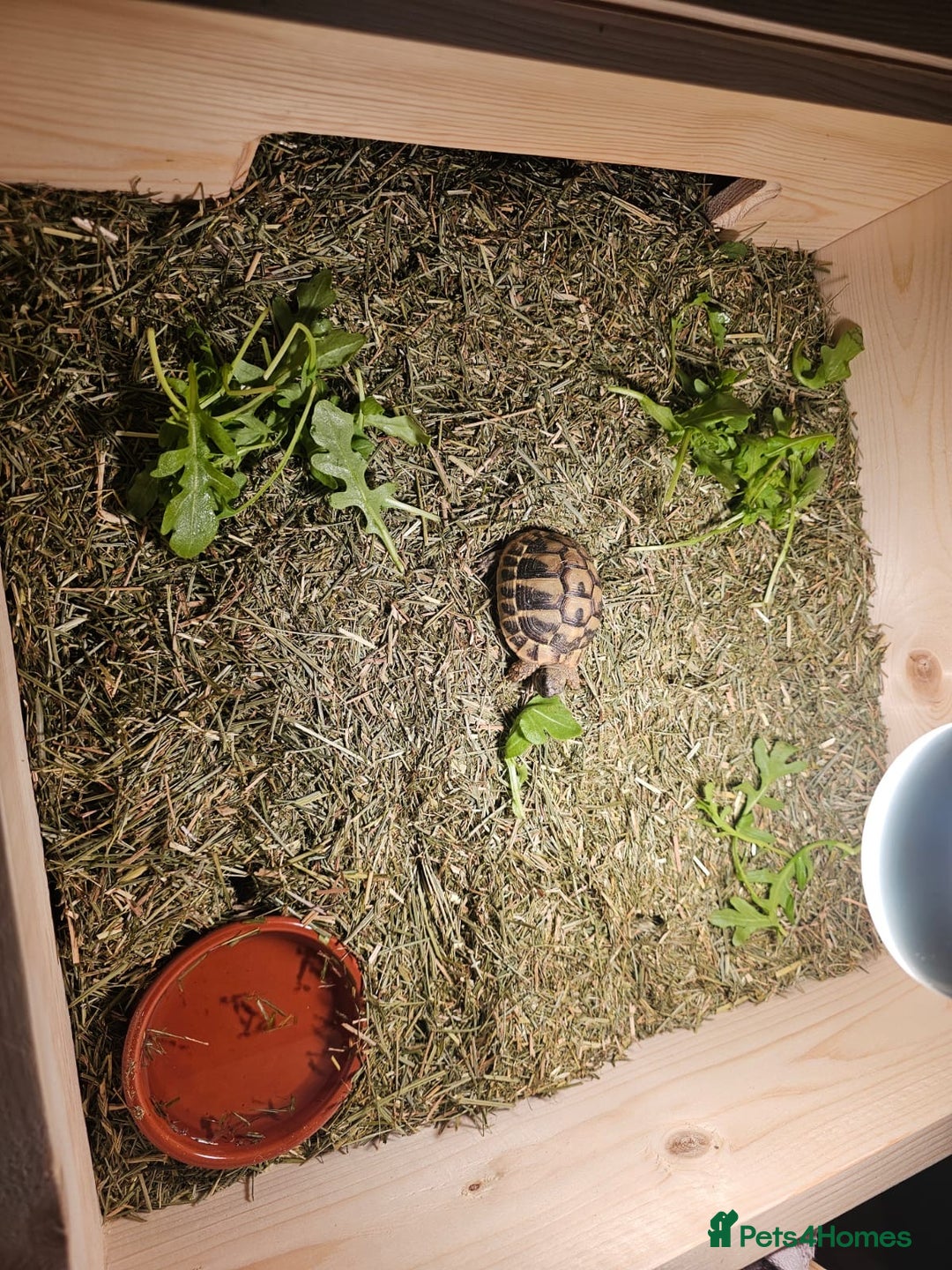 Tortoise reptiles for sale: Pickle the Horsefield tortoise  - Image 1