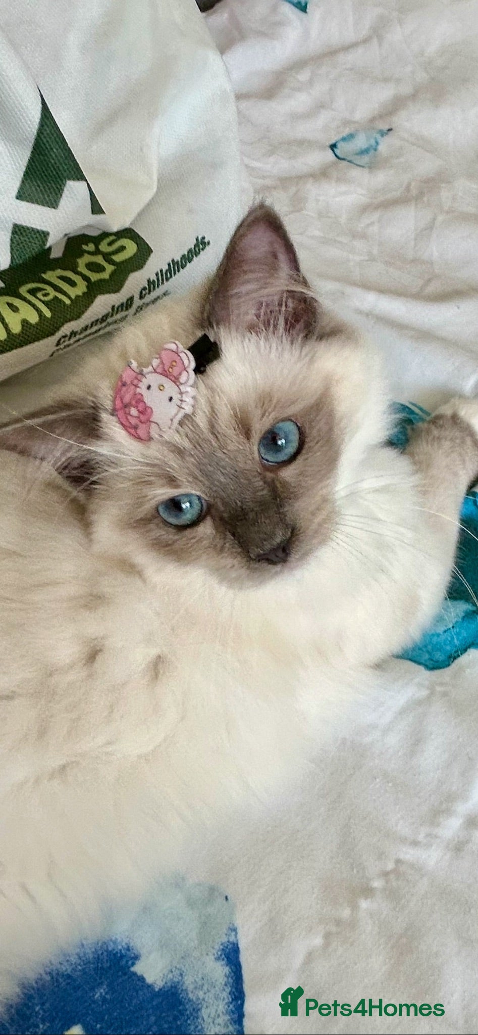 Ragdoll cats Stunning fluffy blue-point ragdoll female kittens  - Advert 9