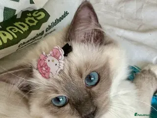 Ragdoll cats Stunning fluffy blue-point ragdoll female kittens - Advert 9